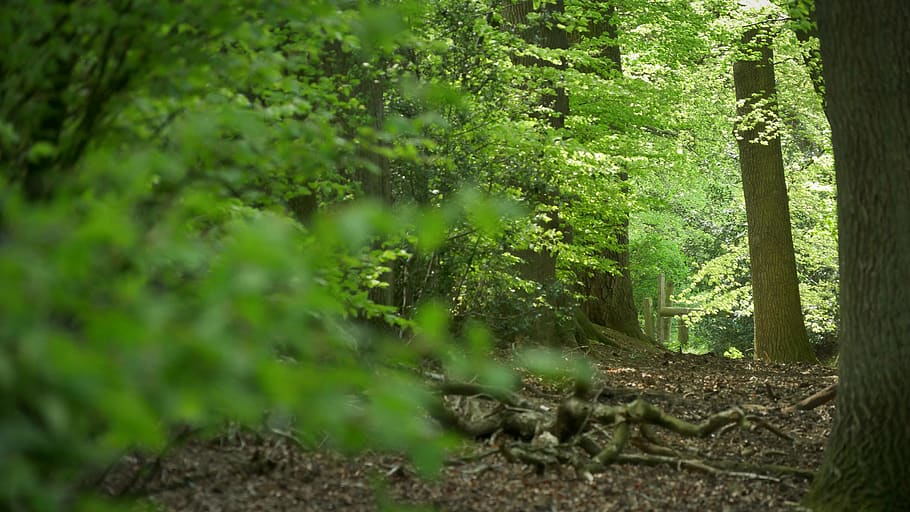 united kingdom, tree, forest, plant, land, green color, nature HD wallpaper