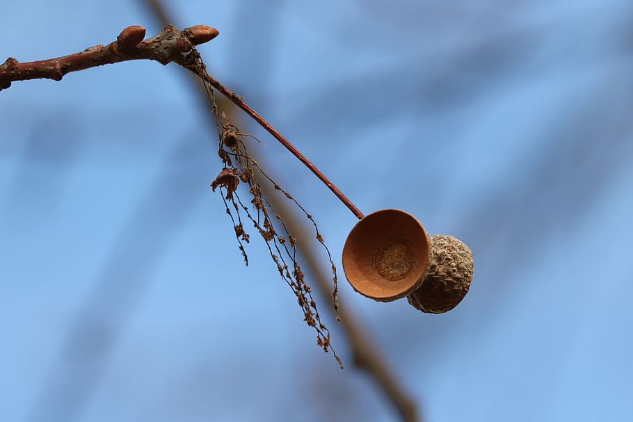 fruit cups, cupula, acorns, oak, autumn, winter, sleeve, autumn fruit HD wallpaper