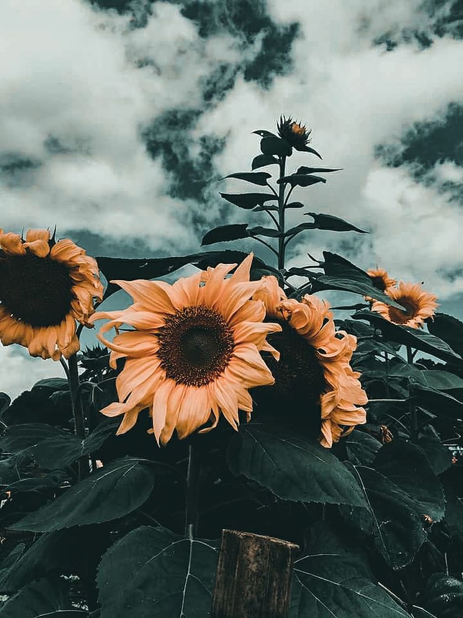 Sunflowers , bloom, blossom, field, flora, garden, growth, petals HD wallpaper