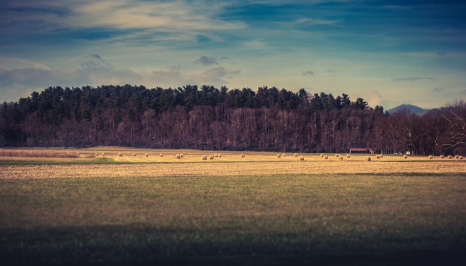 green grass and trees, field, forest, pasture, agriculture, farm HD wallpaper