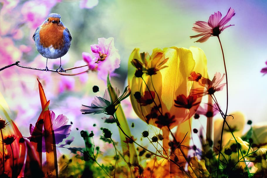 flowers, tulip, bloom, composing, bird, branch, spring, field HD wallpaper
