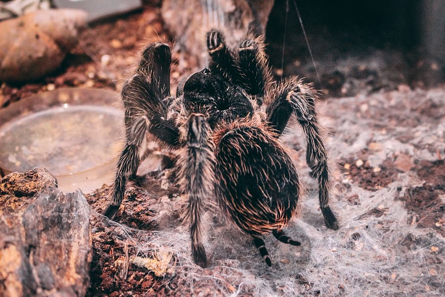 black tarantula, animal wildlife, animal themes, no people, nature HD wallpaper