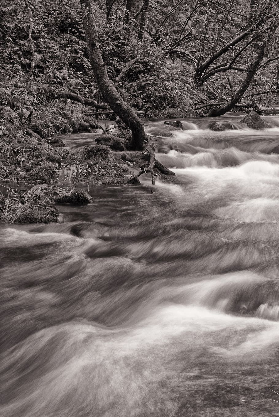 forest, river, rocks, tree, water, beauty in nature, plant HD wallpaper