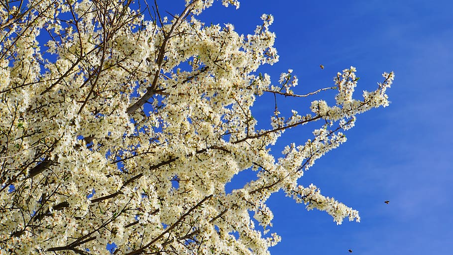 flowers, bees, insect, pollen, tree, wildwachsend, nature, nectar HD wallpaper