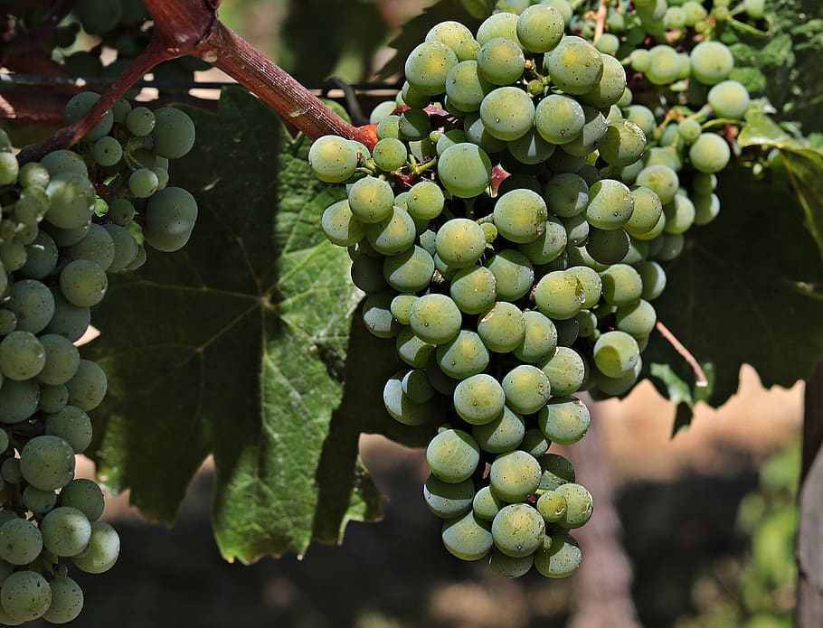 wine, grapes, grapevine, fruit, winegrowing, vines, rebstock HD wallpaper