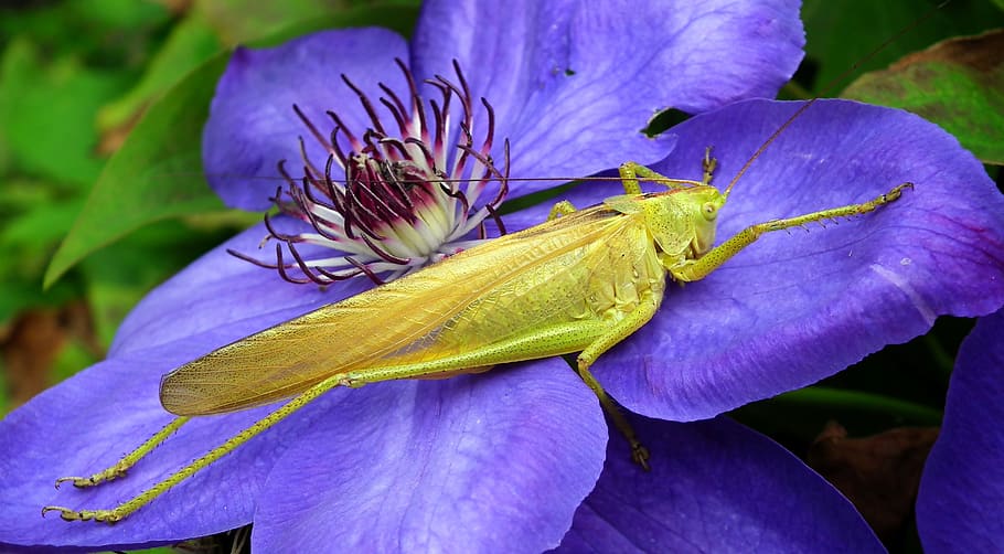 grasshopper, insect, macro, summer, the creation of, nature HD wallpaper