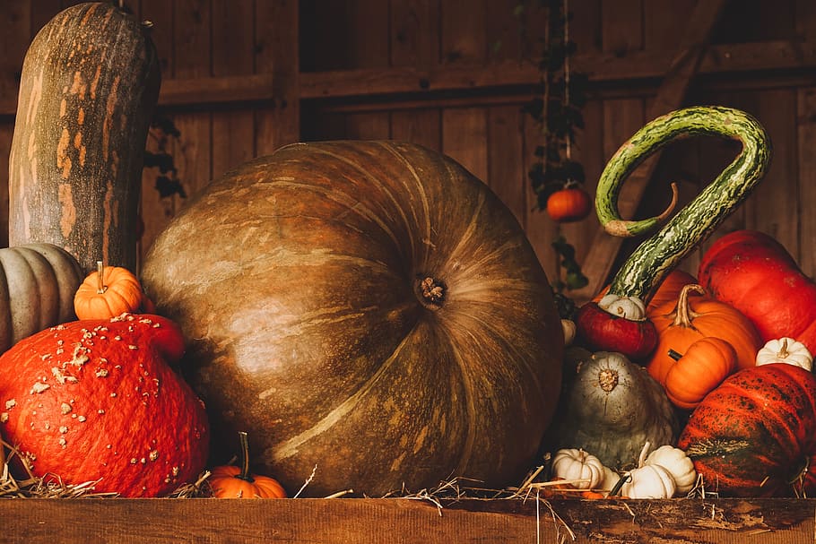 still life, pumpkin, autumn, orange, brown, decoration, harvest, HD wallpaper