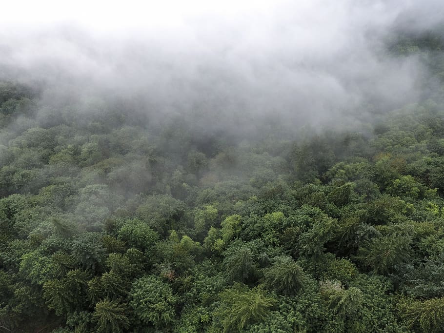 tree, beauty in nature, plant, scenics - nature, fog, environment HD wallpaper