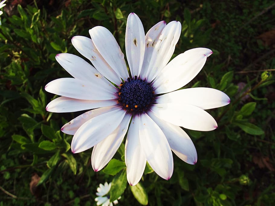 plant, flower, daisy, flowering plant, vulnerability, petal HD wallpaper