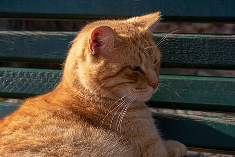 cat, red, kitten, pet, domestic cat, mackerel, animal, cute HD wallpaper