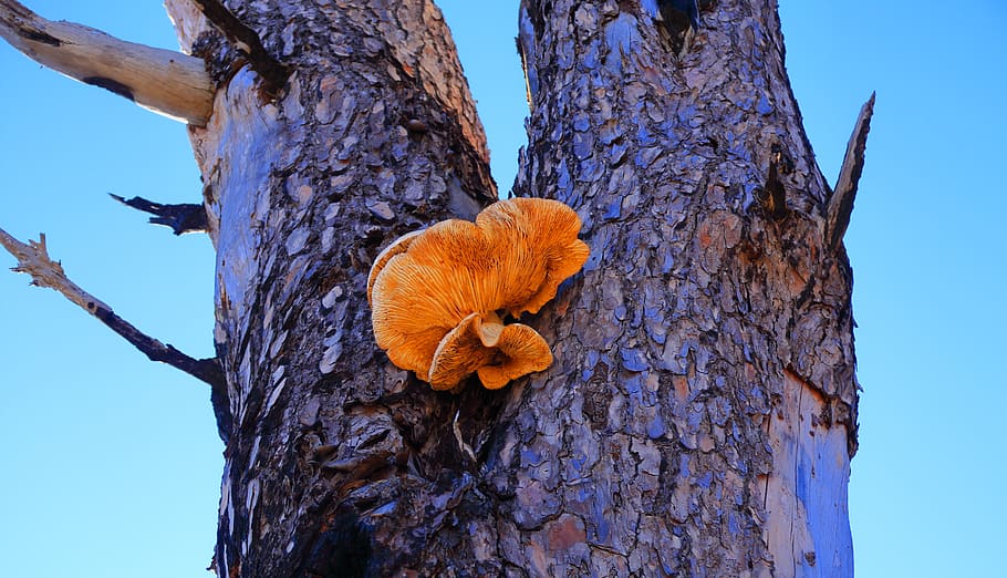 orange petaled flower, tree, fungus, table mountain (nature reserve) HD wallpaper