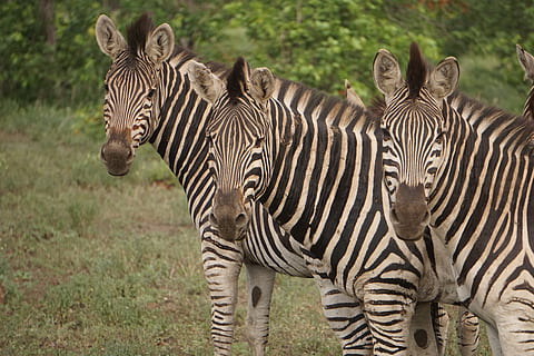 HD wallpaper: five zebra eating grass during daytime, wildlife, mammal ...