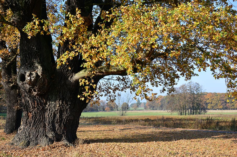 oak, deciduous tree, old, centuries, nature, landscape, autumn HD wallpaper