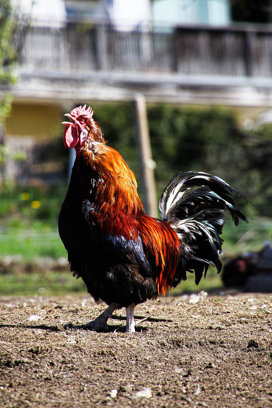 hahn, cockscomb, gockel, poultry, farm, bill, male, red, rooster head HD wallpaper