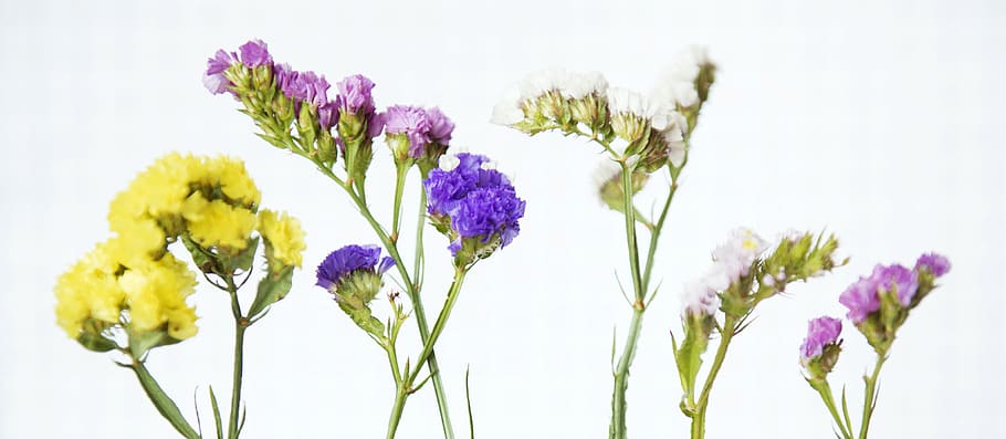 bloom, botany, color, decor, decoration, floral, flower, petal HD wallpaper