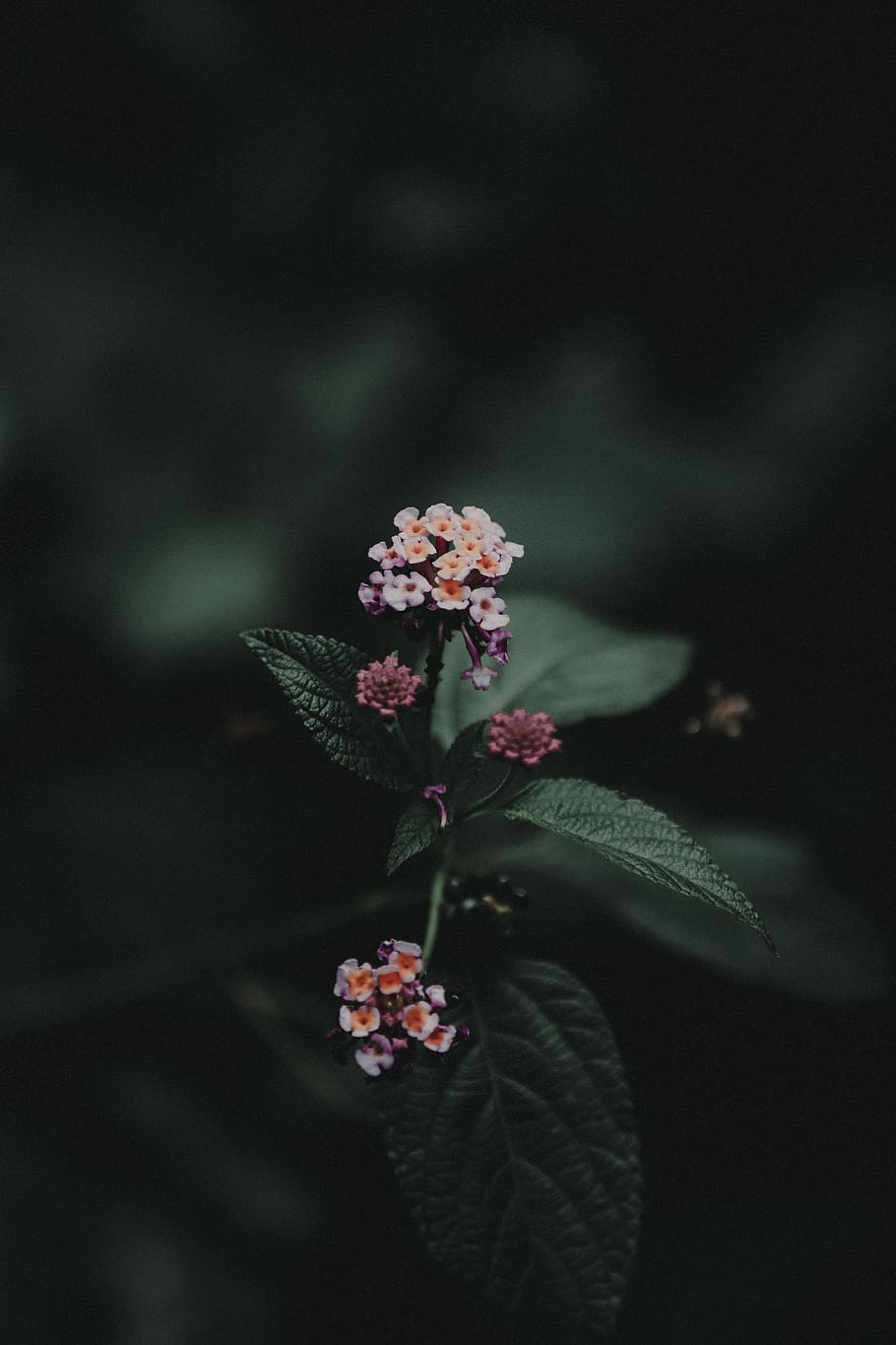 Low Light Photography of Pink and White Flowers, blooming, blur HD wallpaper