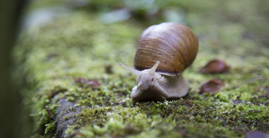 Shallow Focus Photography of Snail, shell, slow, slug, animal HD wallpaper