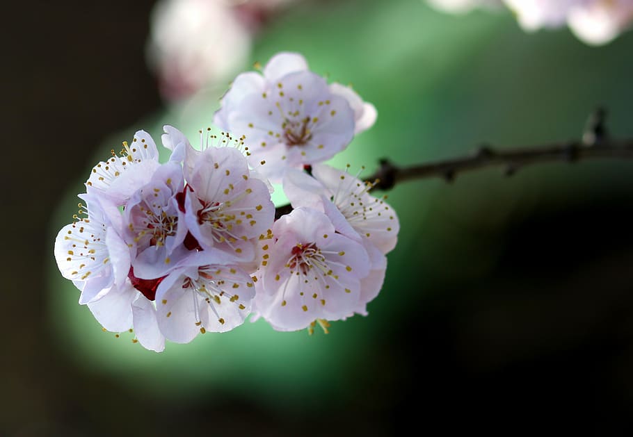 flowers, white, spring, tree, casey, nature, supplies, nice HD wallpaper