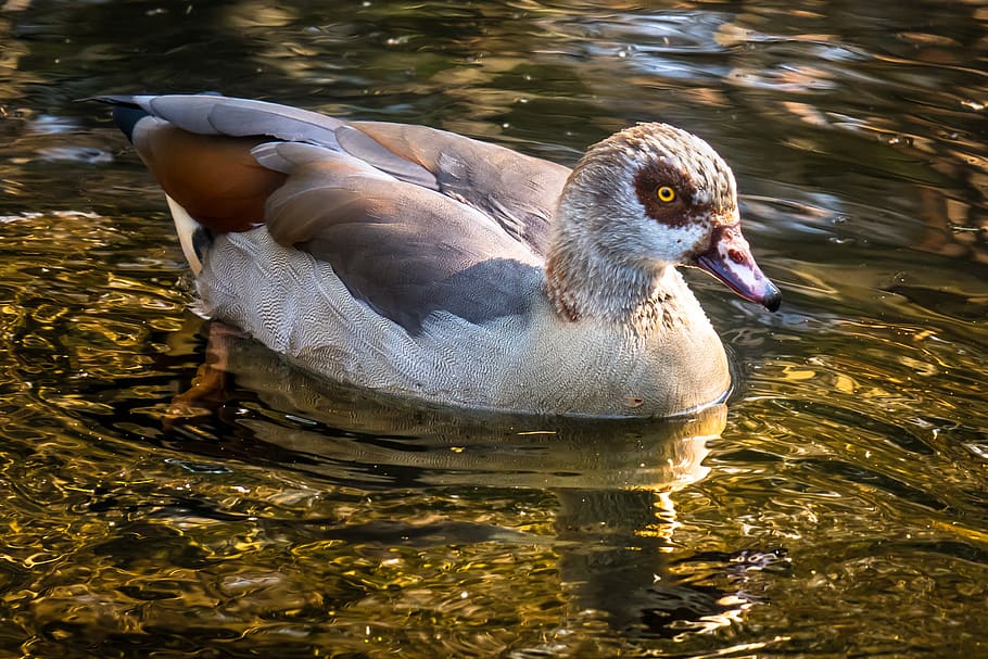 nilgans, goose, watch, swim, drive, bird, plumage, wild goose HD wallpaper