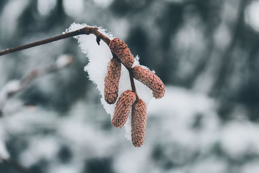 shallow focus photo of brown plants, nature, ice, outdoors, snow, HD wallpaper