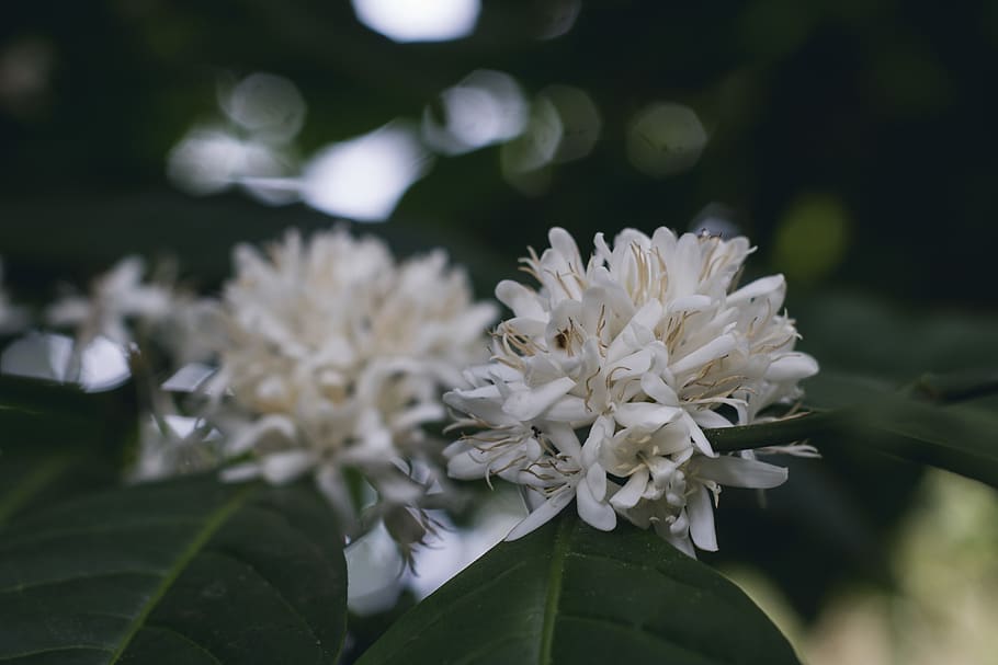 White Flower in Shallow Focus Lens, beautiful, bloom, blooming HD wallpaper