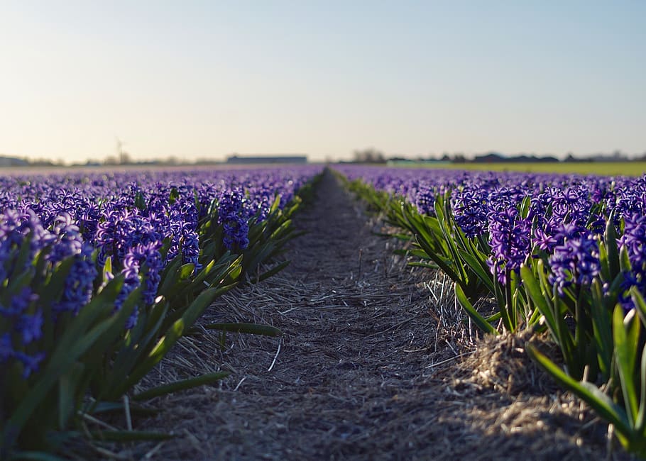 HD wallpaper: lavender flower field, growth, flowering plant, beauty in