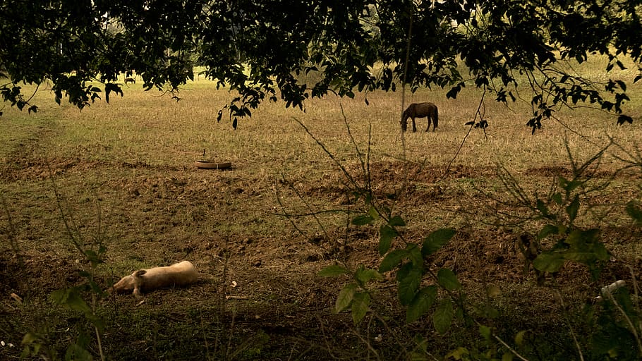 cuba, vinales, field, countryside, farm, trees, sleep, pig HD wallpaper