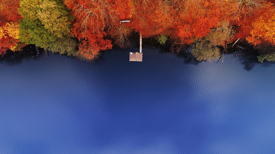 tree, plant, maple, water, leaf, outdoors, unnamed road, germany HD wallpaper