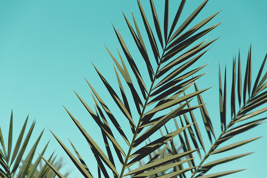 nature, flora, tree, leaf, cactus, growth, plant, sky, beauty in nature HD wallpaper