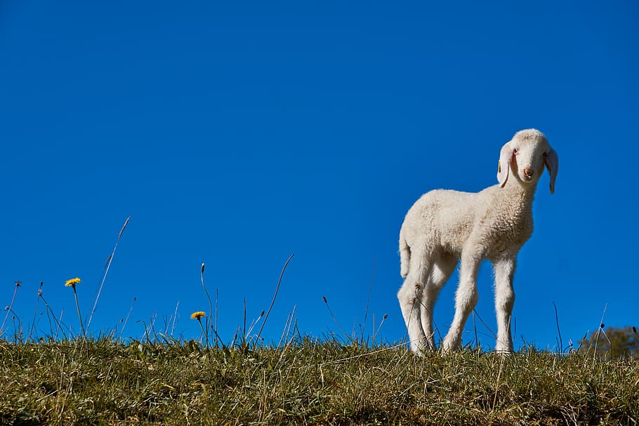 lamb, easter, sheep, schäfchen, spring, cute, meadow, copy space, HD wallpaper