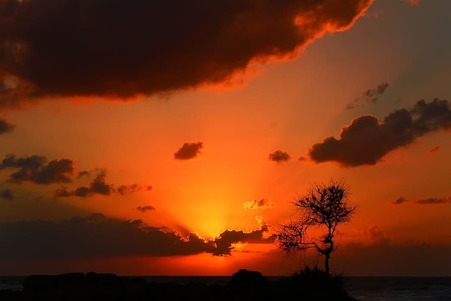 leafless tree during golden hour, sunset, sky, scenics - nature HD wallpaper