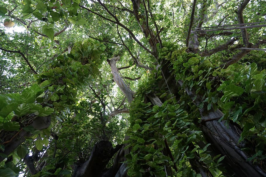 forest, trees, plant, growth, green color, land, plant part HD wallpaper