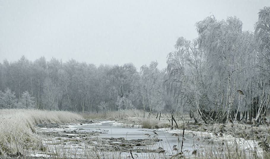 winter, nature, view, snow, landscape, tree, plant, cold temperature HD wallpaper