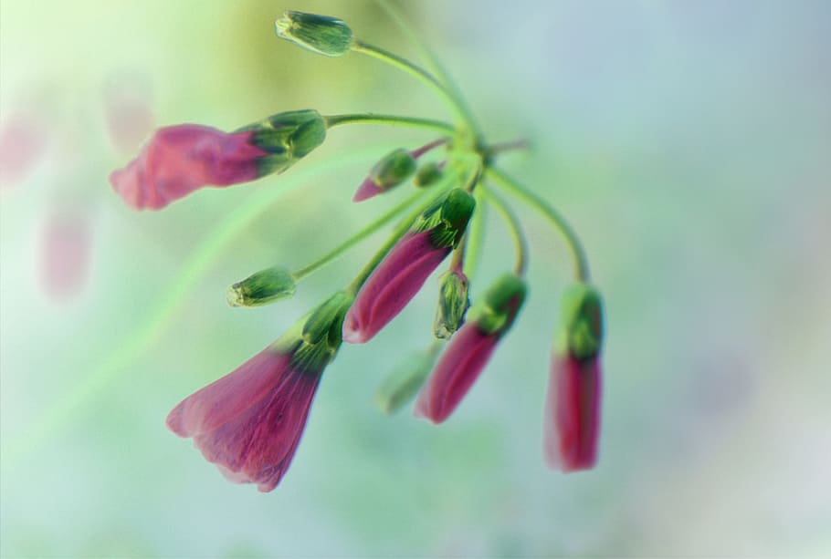 close, closeup, fresh, flower, nature, fragrance, garden, blooming HD wallpaper