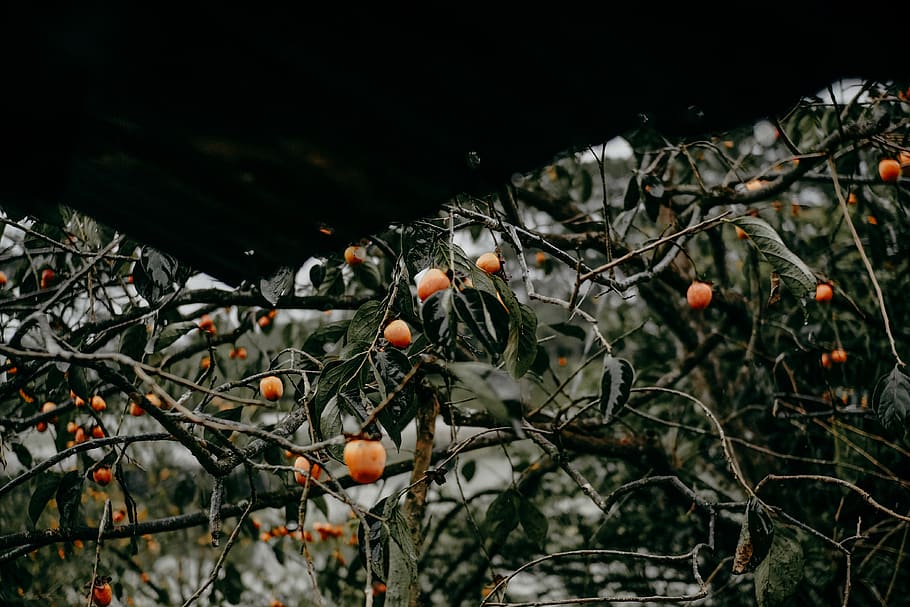 Round Orange Fruits, branches, color, dark, farm, food, fresh HD wallpaper