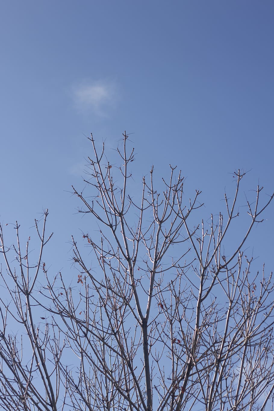trees, fall, blue, brown, nature, sky, plant, low angle view HD wallpaper