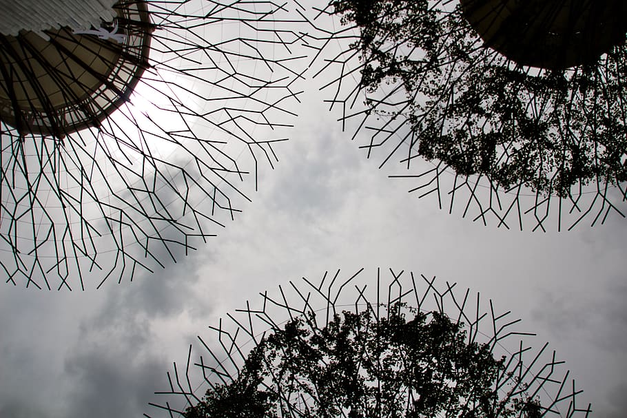 singapore, trees, plant, sky, low angle view, nature, cloud - sky HD wallpaper