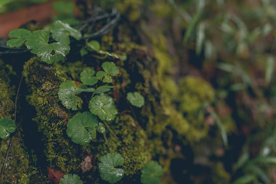 forest, nature, macro, moss, plant, growth, plant part, leaf HD wallpaper