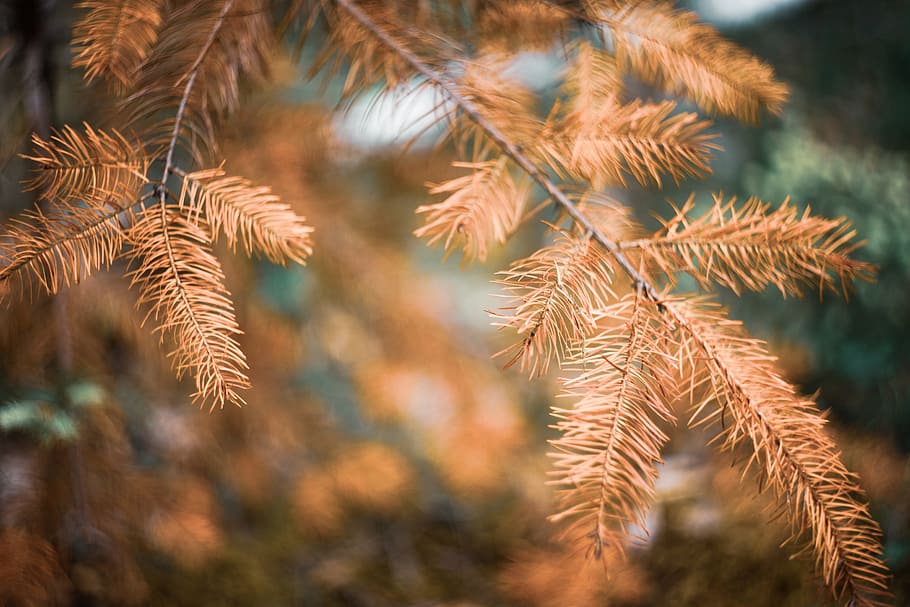 Withered spruce, branch, brown, dead, dry, ecology, environment HD wallpaper