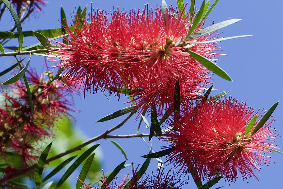 australia, sydney, plant, beauty in nature, flower, growth HD wallpaper