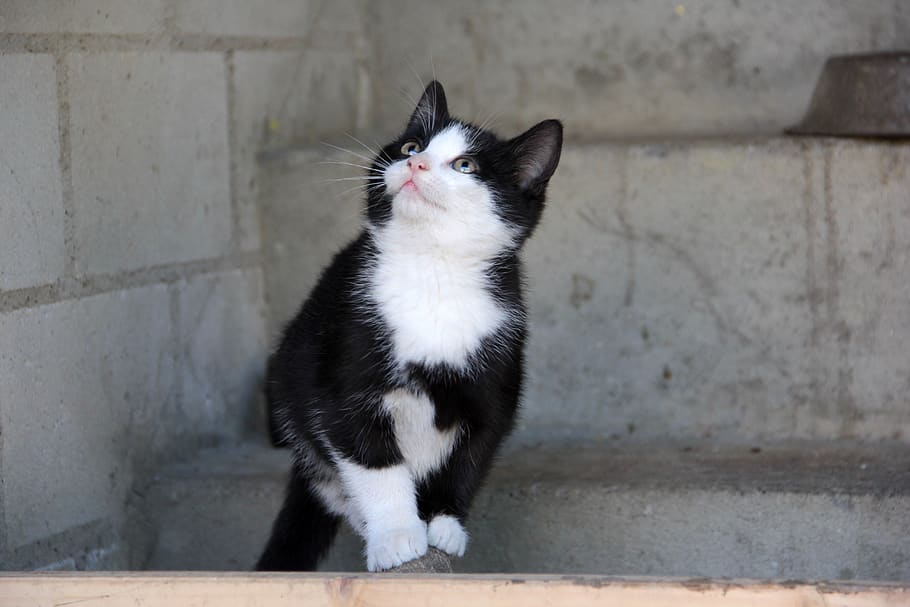 cat, kitten, pet, cute, playful, domestic, pets, domestic animals, HD wallpaper
