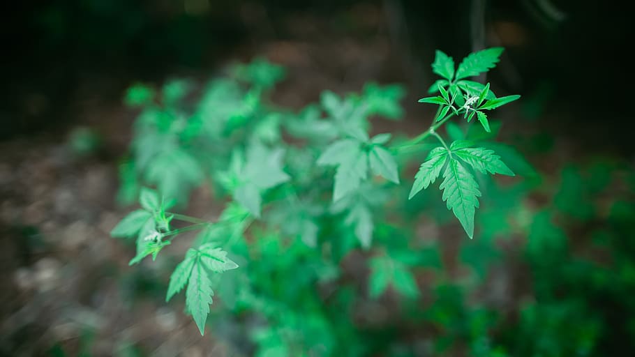 leaf, plant part, green color, close-up, growth, nature, no people HD wallpaper