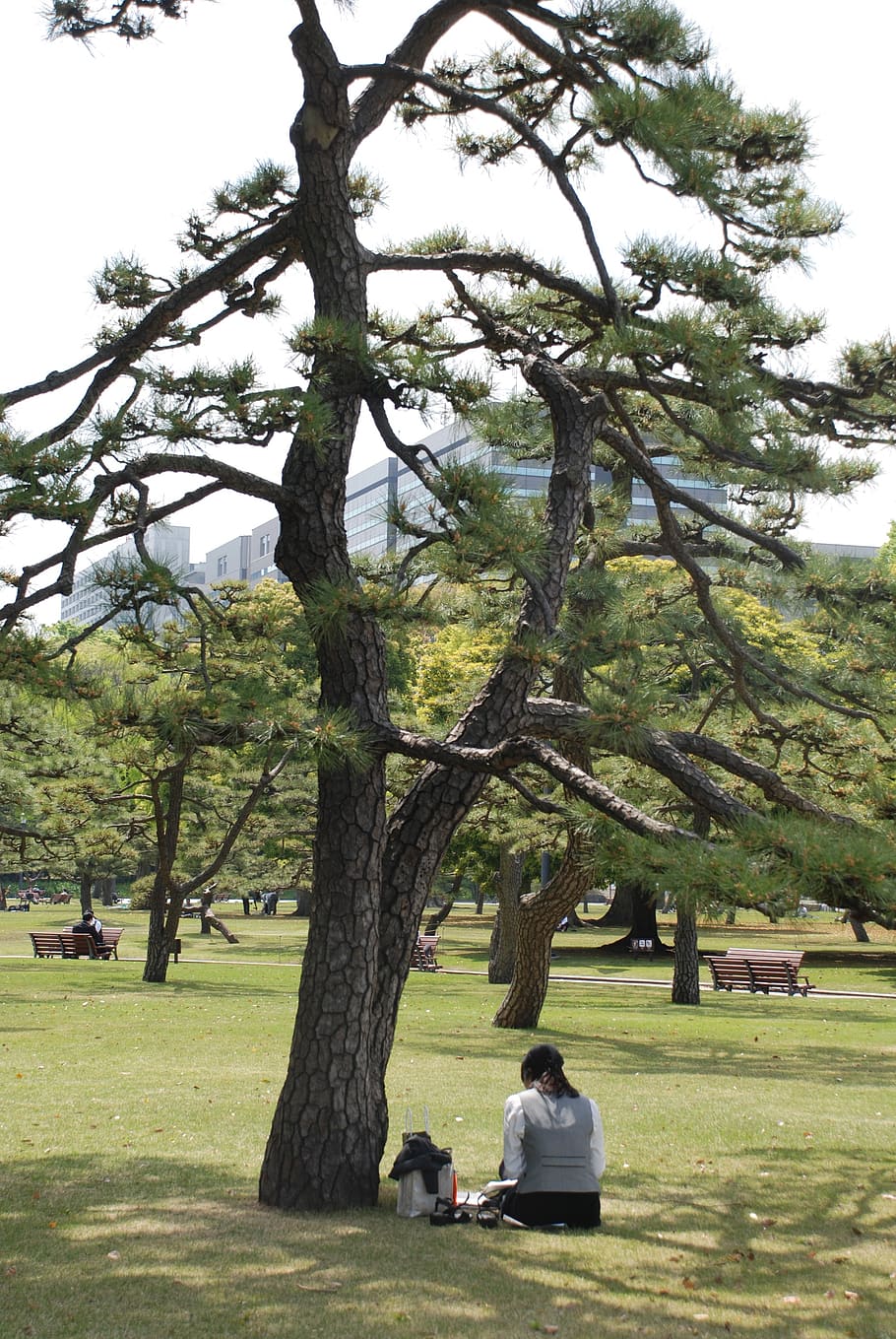 plant, tree, grass, human, person, furniture, bench, park, lawn