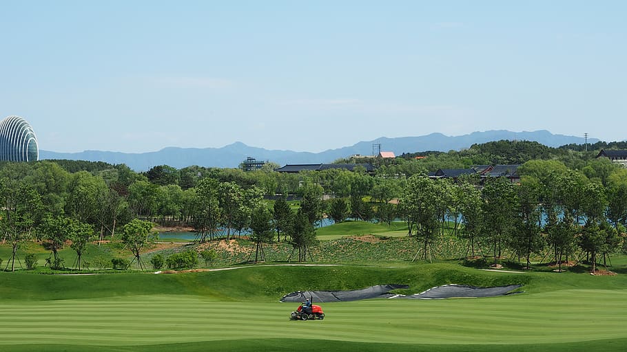 plant, green color, golf, golf course, tree, leisure activity HD wallpaper