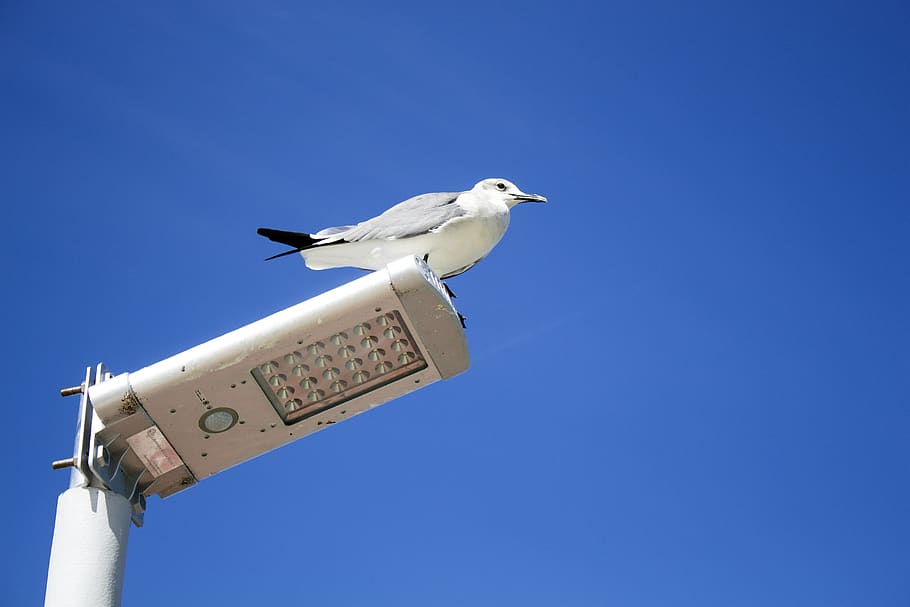 seagull, ave, animals, sky, road lamp, blue, bird, animal themes HD wallpaper