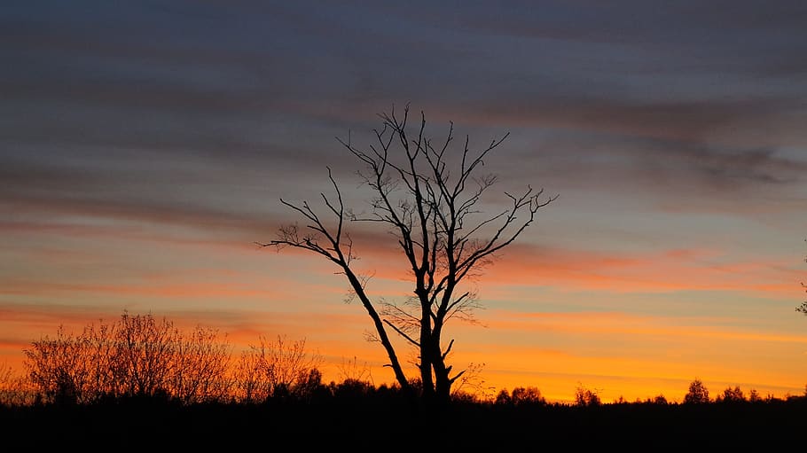 tree, sunset, sky, landscape, twilight, nature, evening, silhouette HD wallpaper