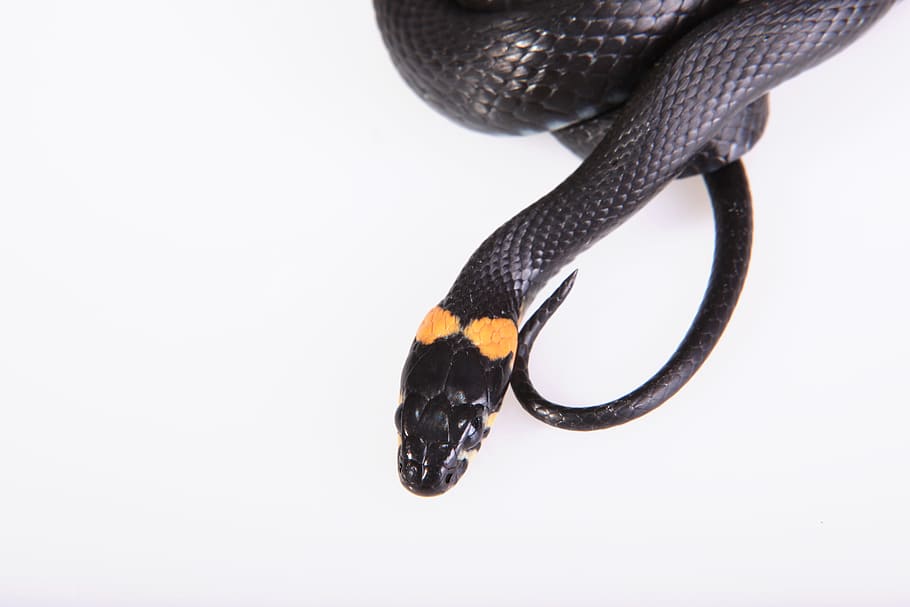 snake, slither, animal, black, cold, blooded, cunning, danger, HD wallpaper