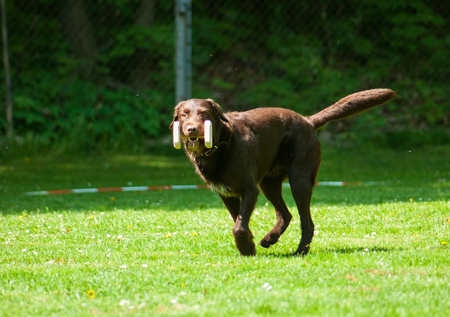 dog, race, obedience, bring, hundesport, apport, retrieve, grass HD wallpaper