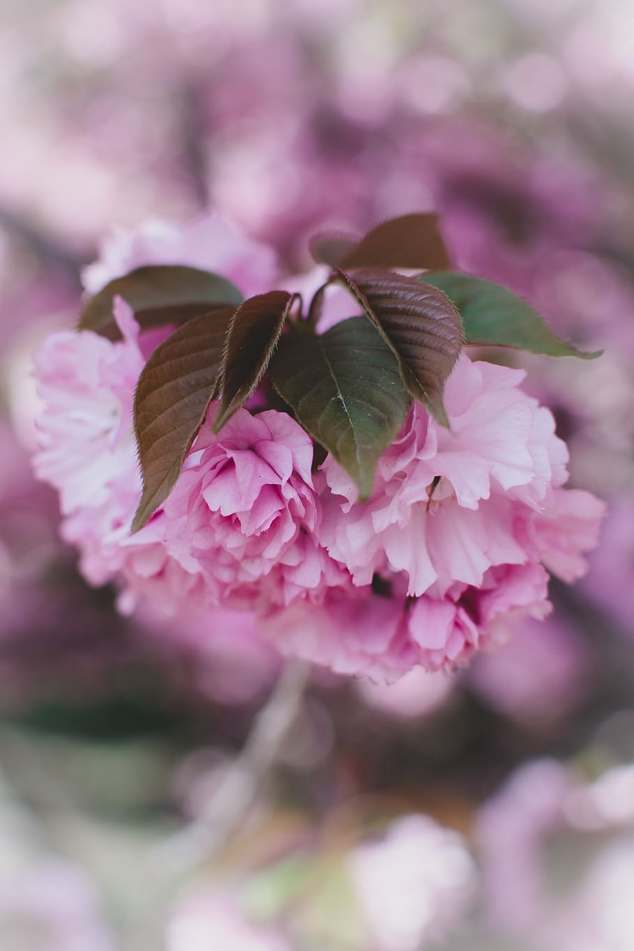 pink petaled flowers, flowering plant, beauty in nature, pink color HD wallpaper