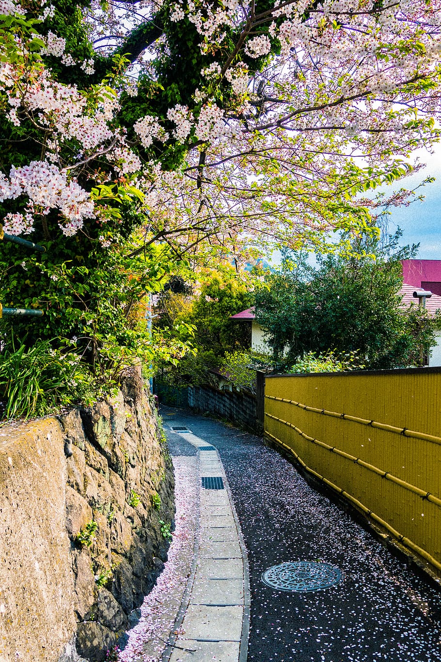 japan, plant, tree, flower, growth, flowering plant, nature HD wallpaper